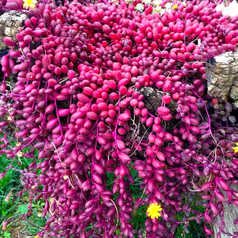 《一件包邮》紫葡萄吊兰大盆一盆白色圆盆