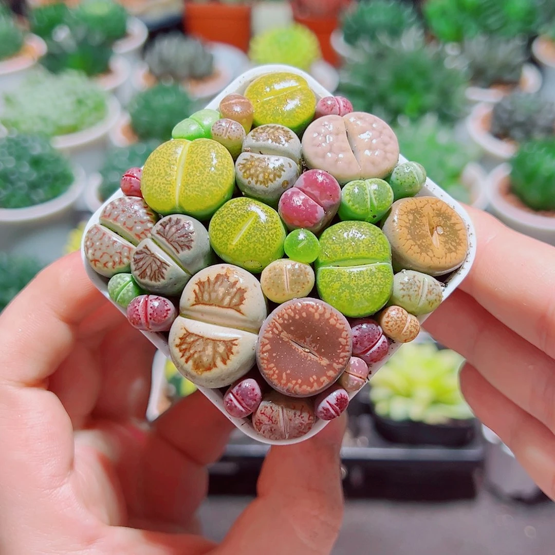 彩拼生石花带白盆种好