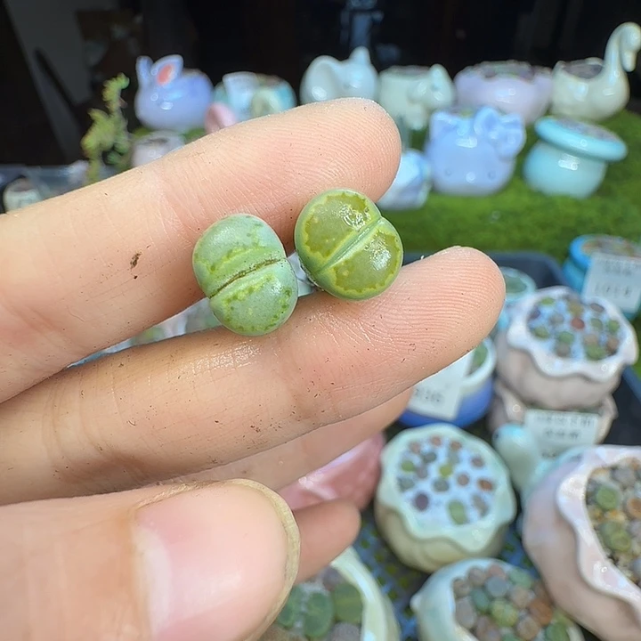 海***风多肉植物福利冲1018