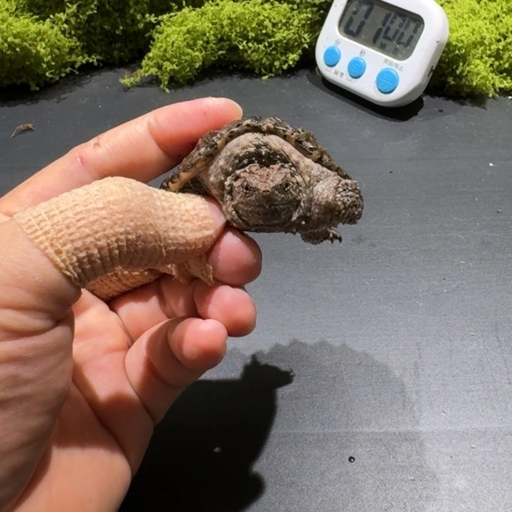 不分公母小鳄龟阿*