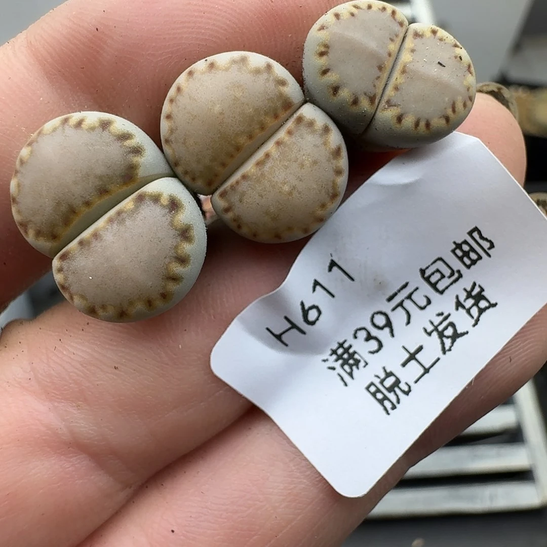花****611多肉哈哈哈哈哈哈