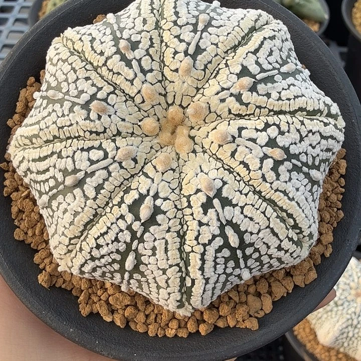 无花朵7公分浓白海星超福利