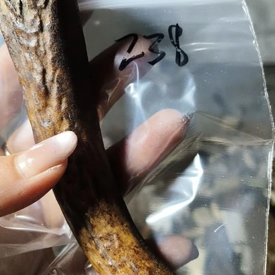 ༺***༻非金属无鹿角鹿角鹿角鹿角鹿角鹿角