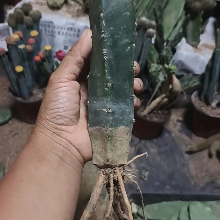 快***5带根4颗，侧芽5个脱土