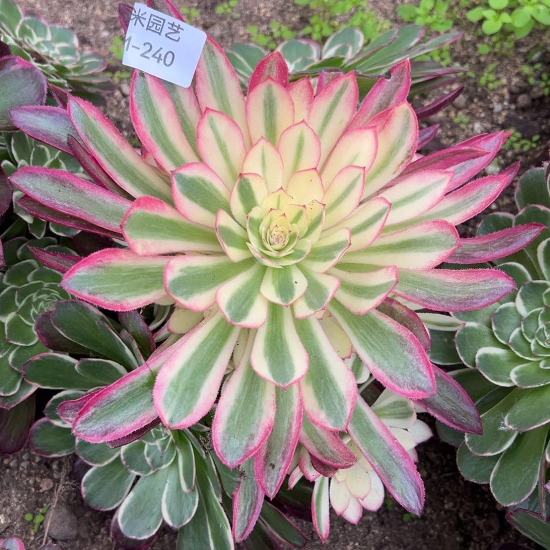 玉芙蓉多肉植物240