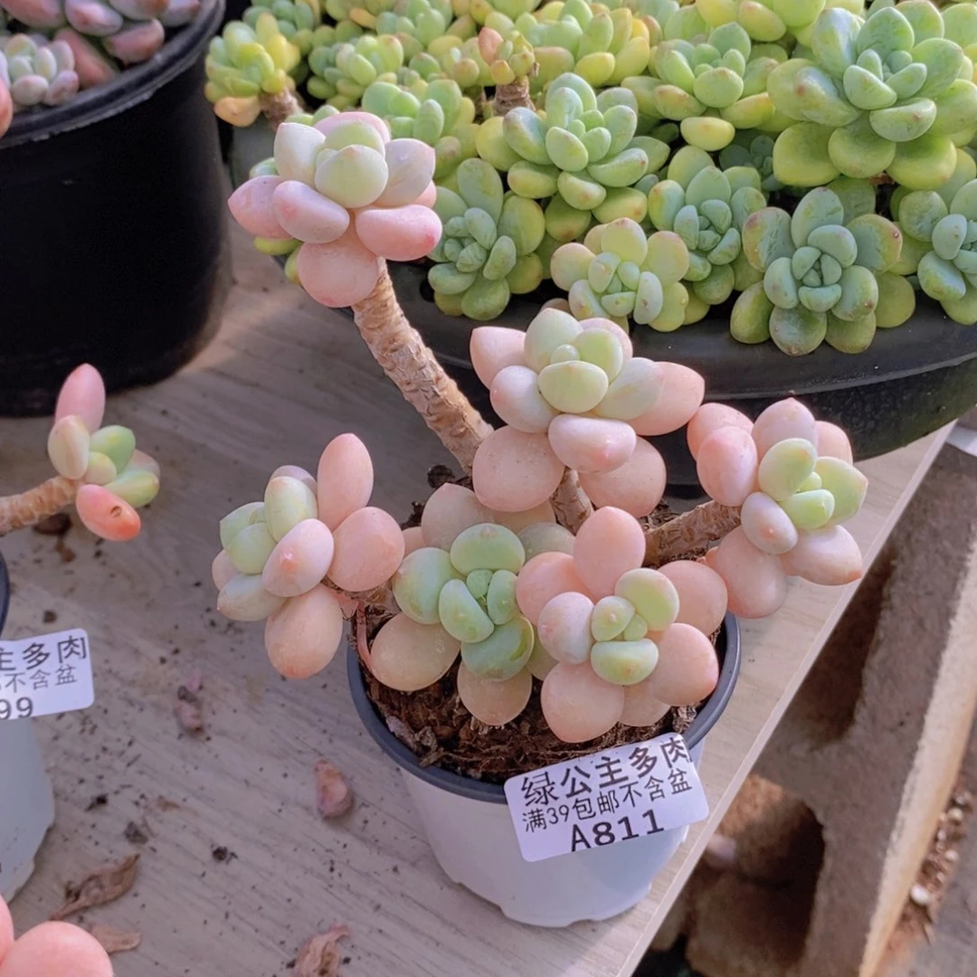 冰川洛神老桩10cm811多肉植物