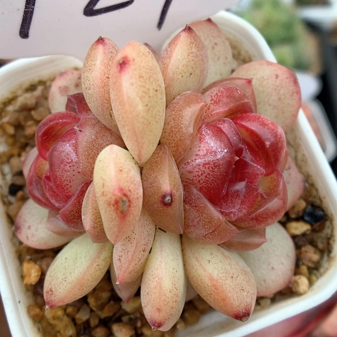 琴心双头可拍927号。