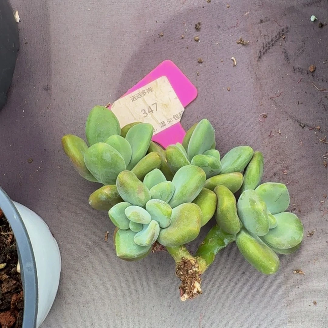 347芒果奶2颗福利价肉肉肉肉