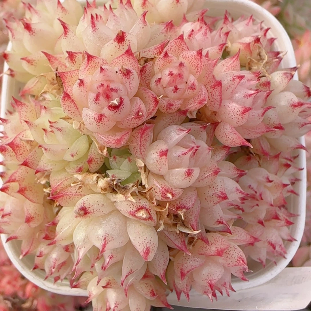 浅***笑花语多肉1220-222散