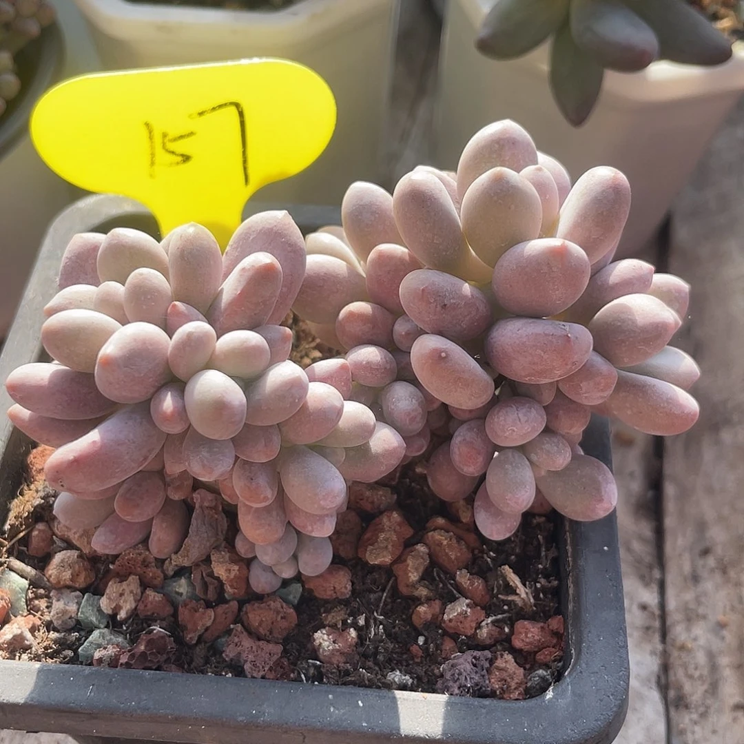 橙雪球群生多肉植物157