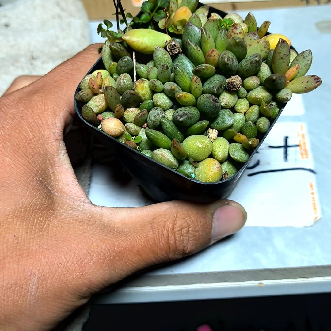 满6元包邮，爆头水泡老苗，像海豹