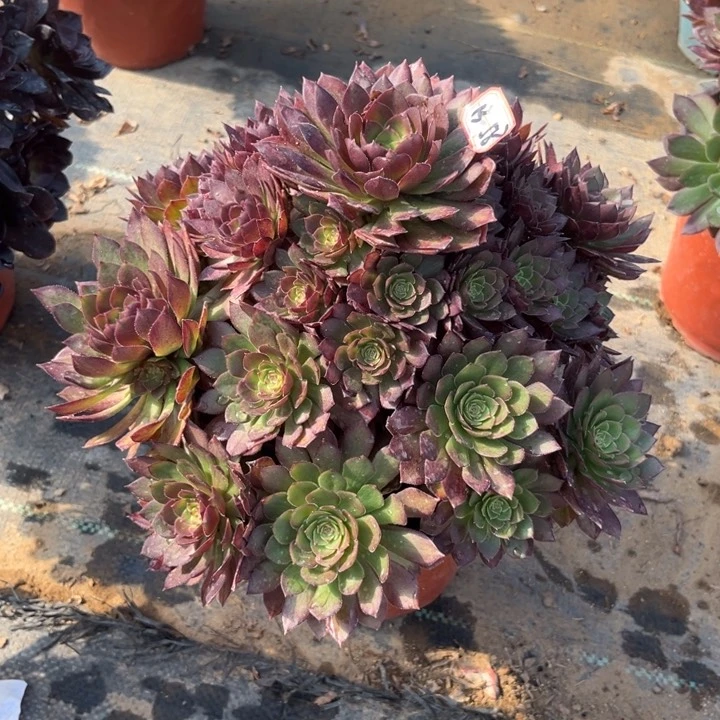 13-58红魔有老伤处理不售后d多肉