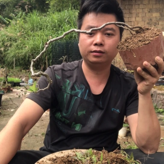 无花朵盆景盆栽植物（不包成活率）