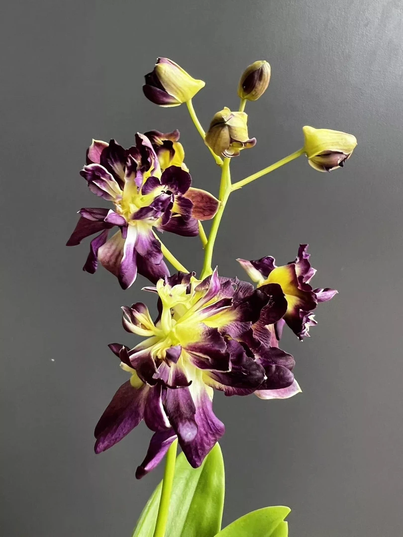 紫玫瑰秋石斛兰盆栽四季开花带椰子壳家庭园艺