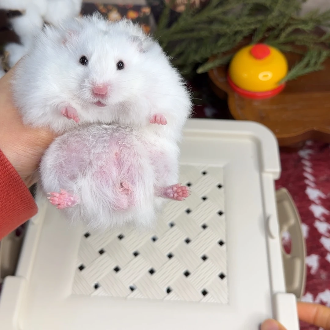 火雨点弟弟9.18生日