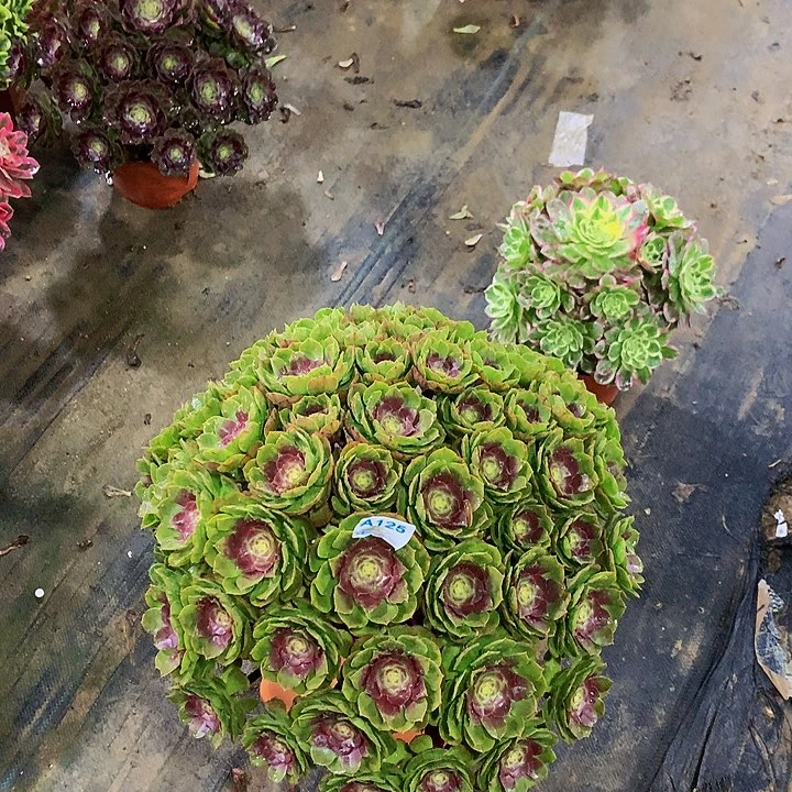 z**v多肉万圣节125