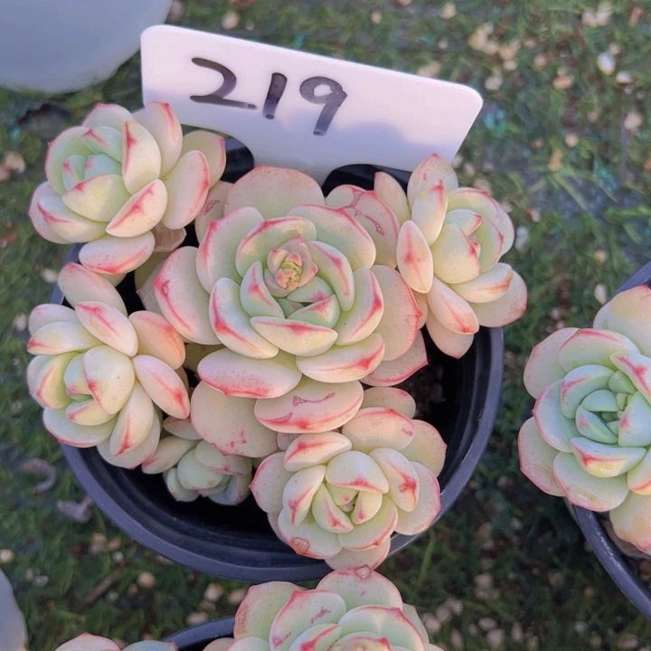 健健康康平平安安