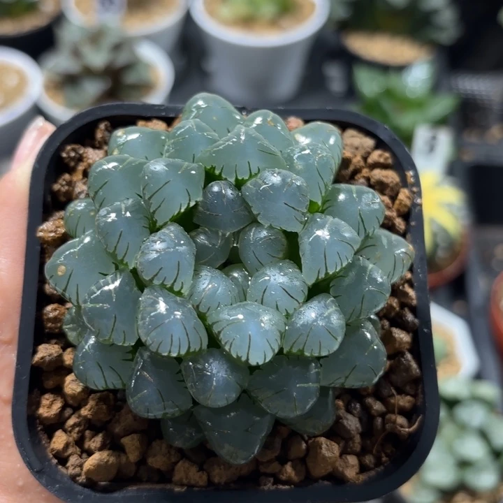 母本潘氏冰灯多肉植物