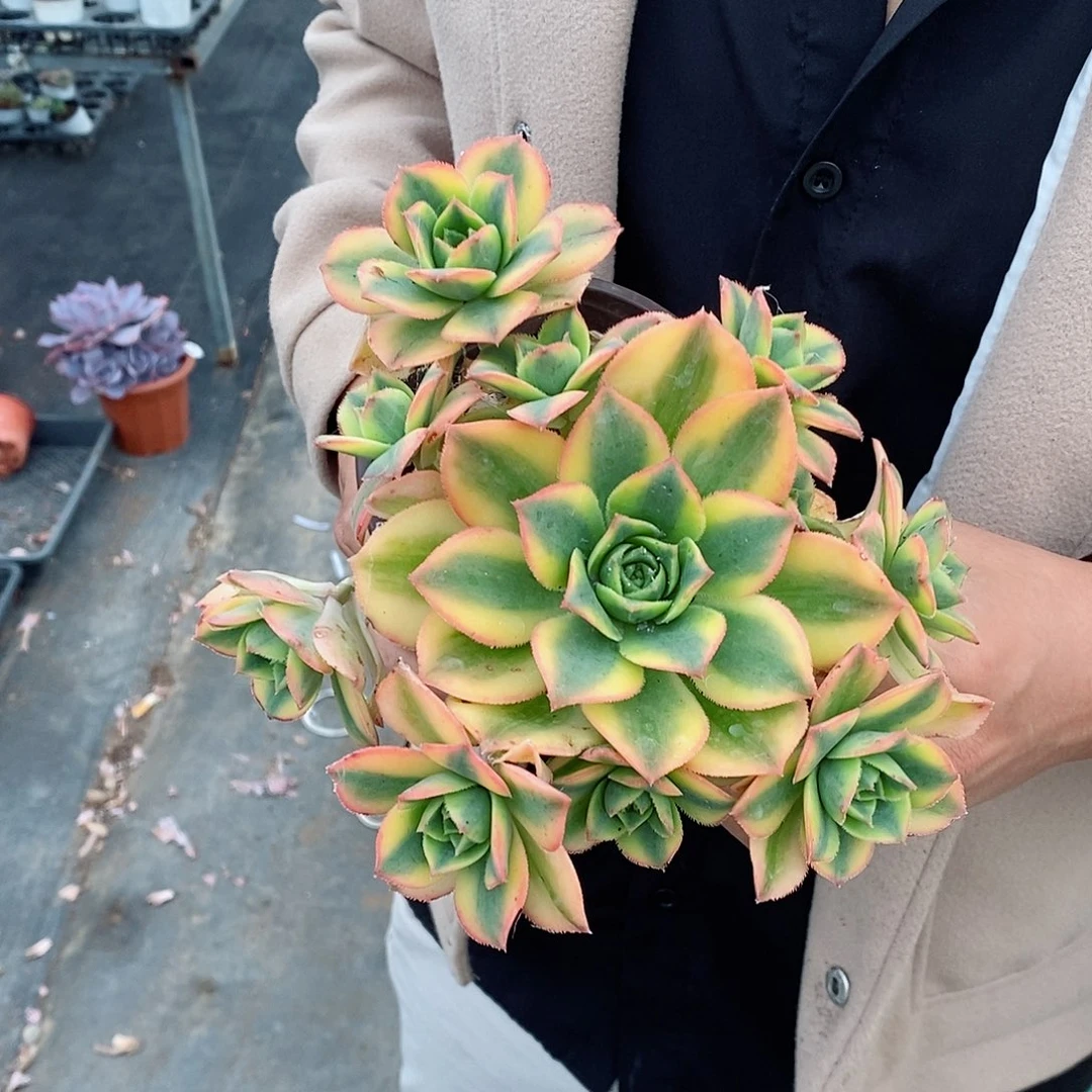 艳日辉整桩整群带仔