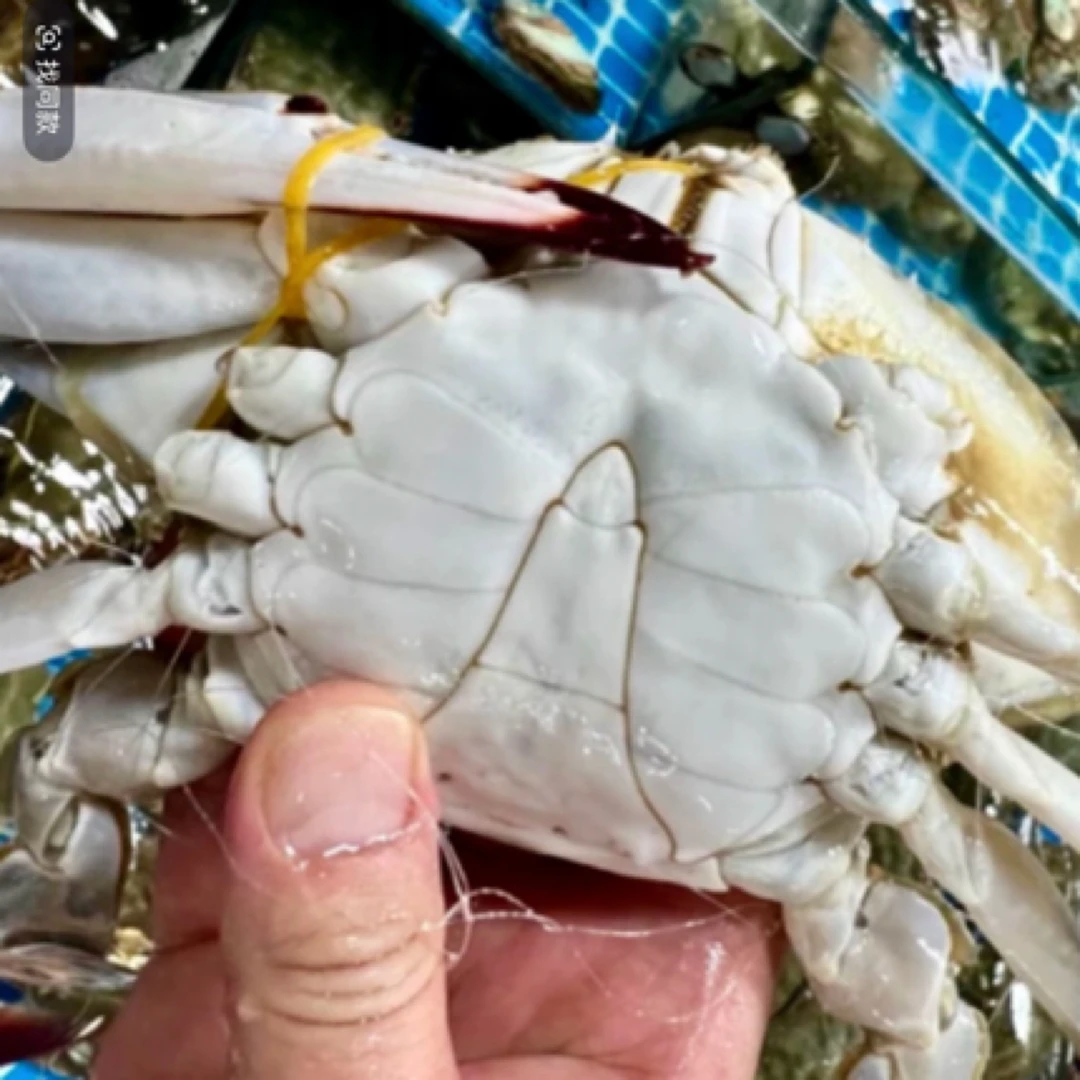 【鲜活】掉腿吃肉梭子蟹1-5斤可选单只约3-5两/只【保鲜不保活】