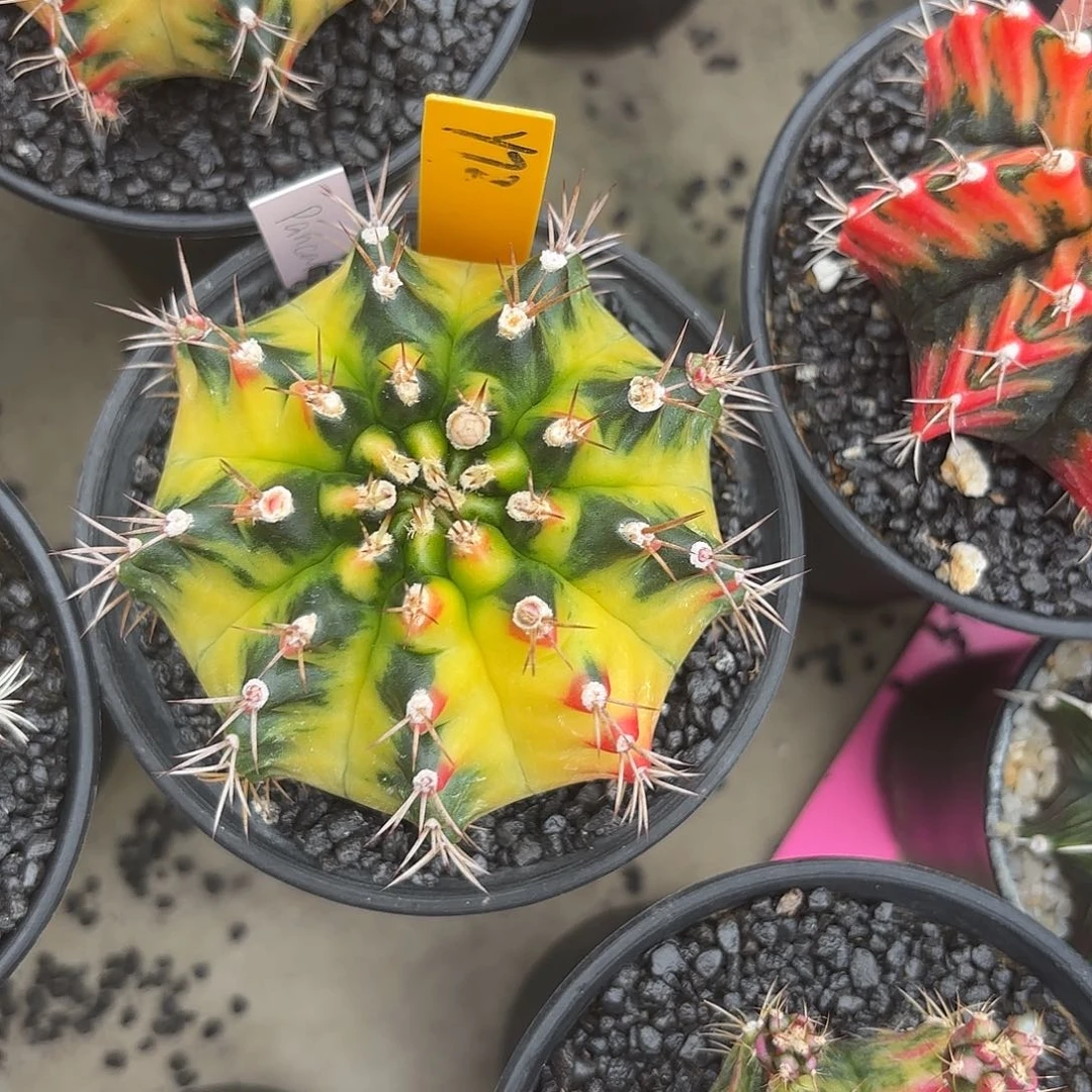 72-1030泰国发货多肉