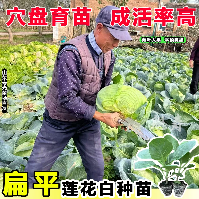 平头大果莲花白秧苗绿甘蓝包菜苗阳台盆栽露地种植四季蔬菜秧苗
