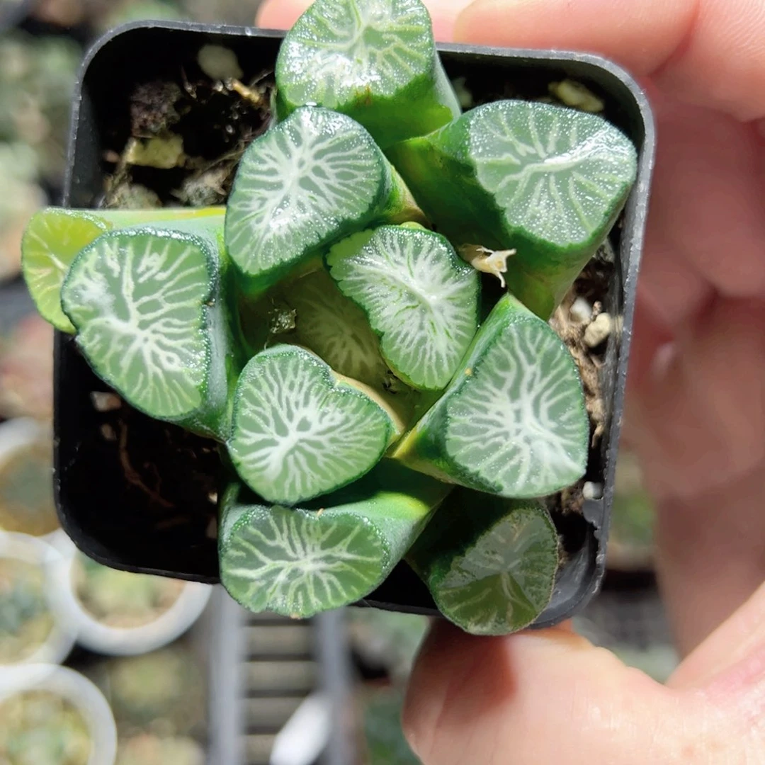 三3464多肉植物一颗