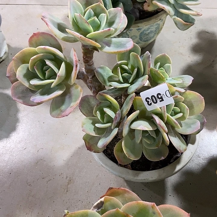 郭***芳503白凤多肉植物多肉