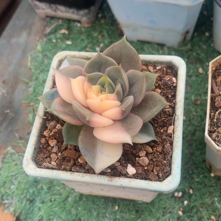 秋可园艺 贝加尔湖锦