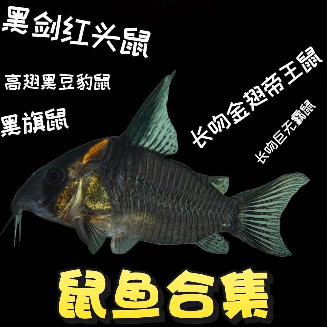 南美黑剑红头鼠鱼底层工具鱼