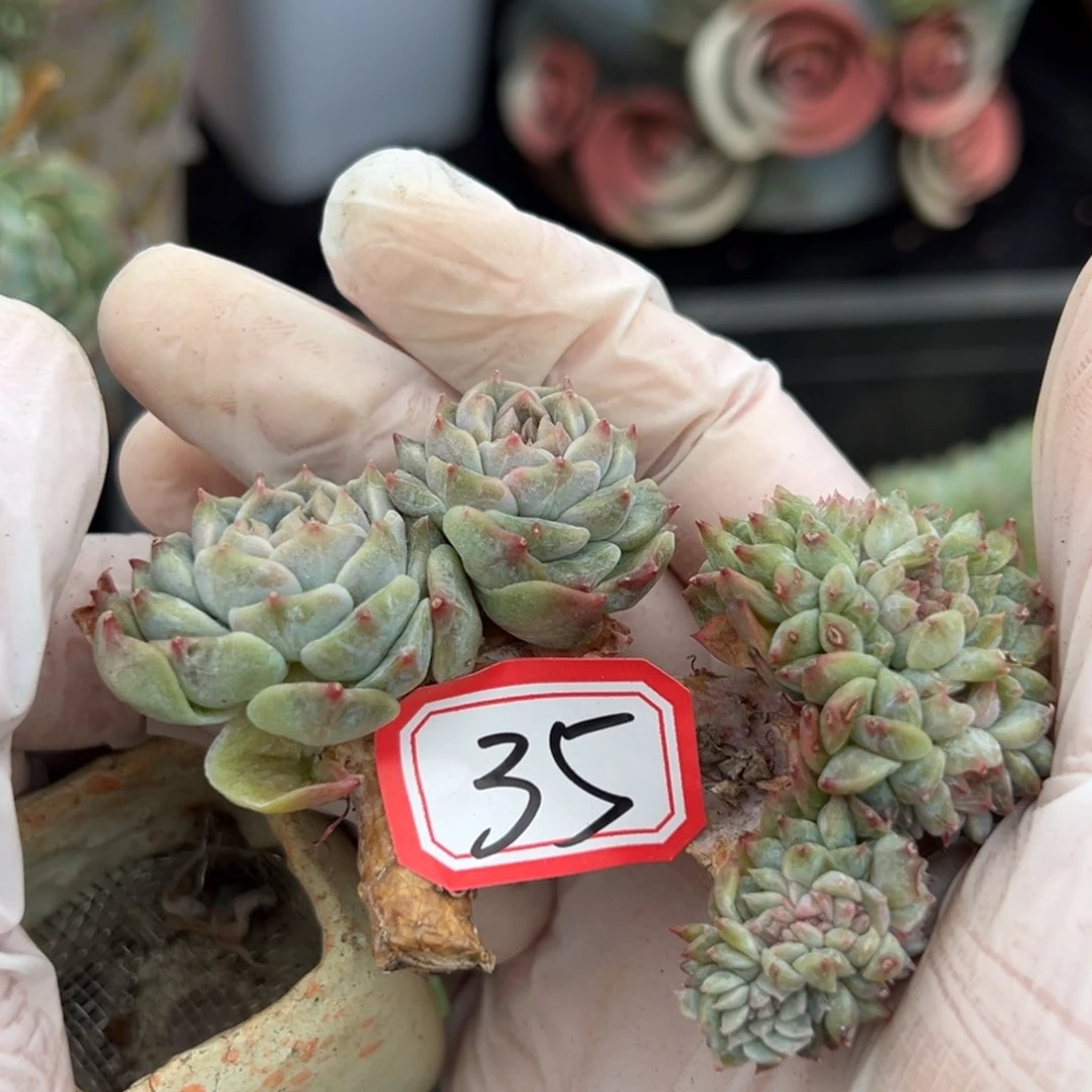 李*爱新年快乐 新年快乐 新年快乐 新年快乐