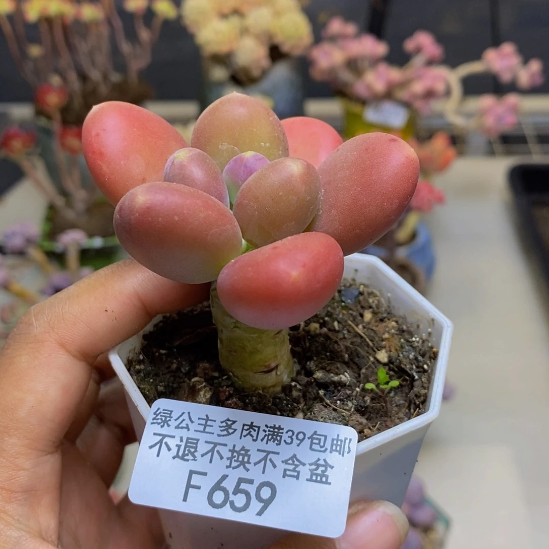 659金蟾多肉肉5c m