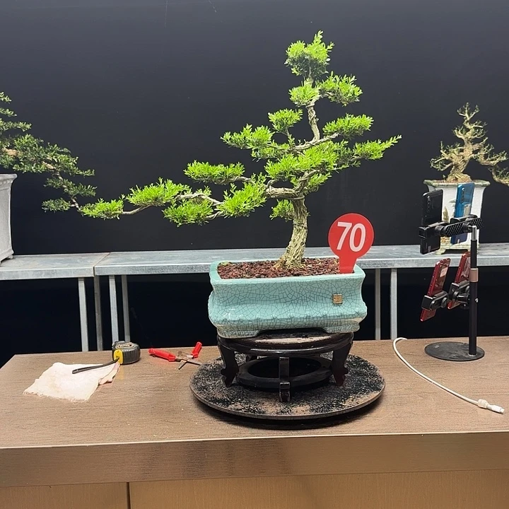 无花朵黄杨黄杨黄杨黄杨