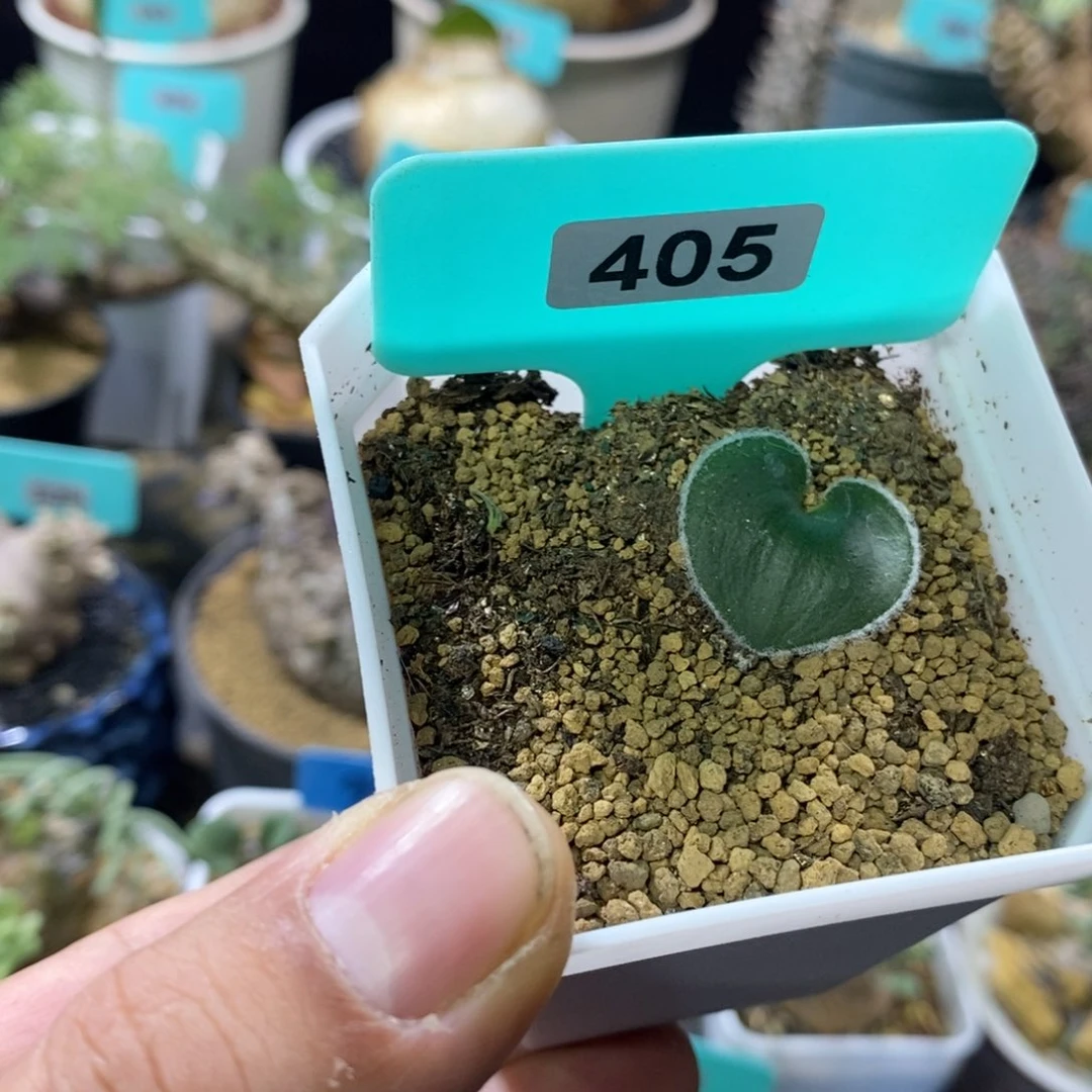 毛边爱心产地多肉植物