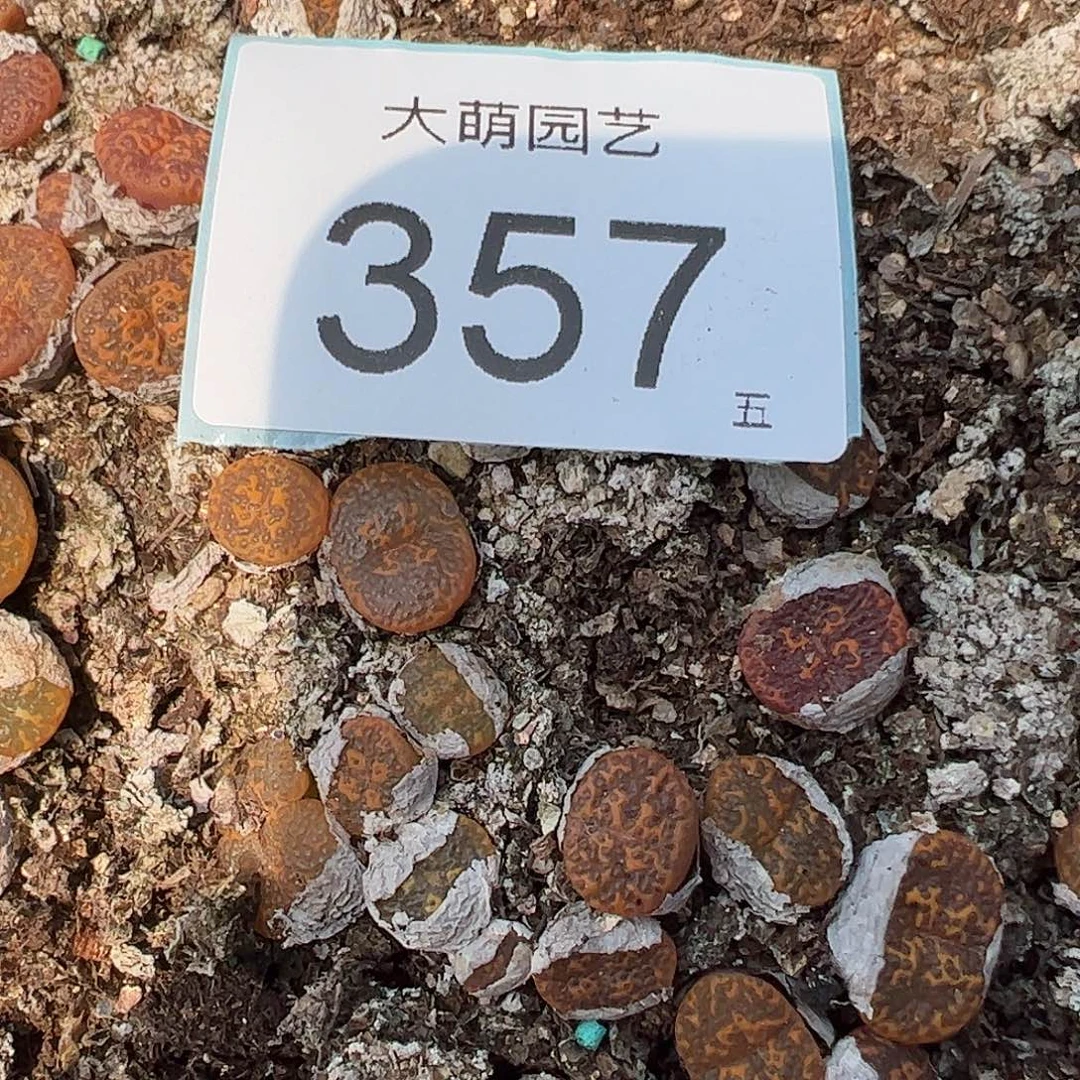 0000357量拍1444.36K勋鱼子酱1颗