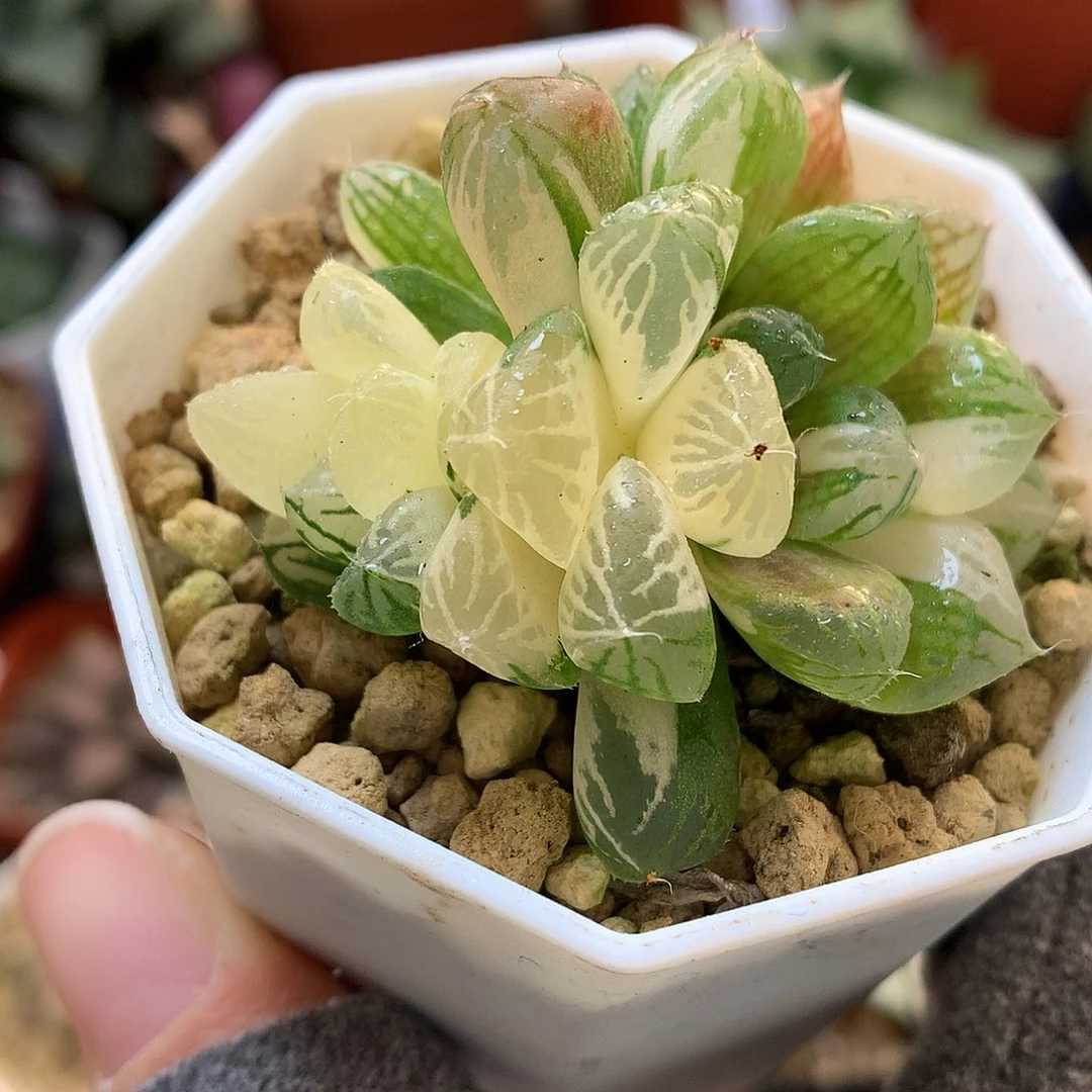 红楼锦带盆土发货xxjj