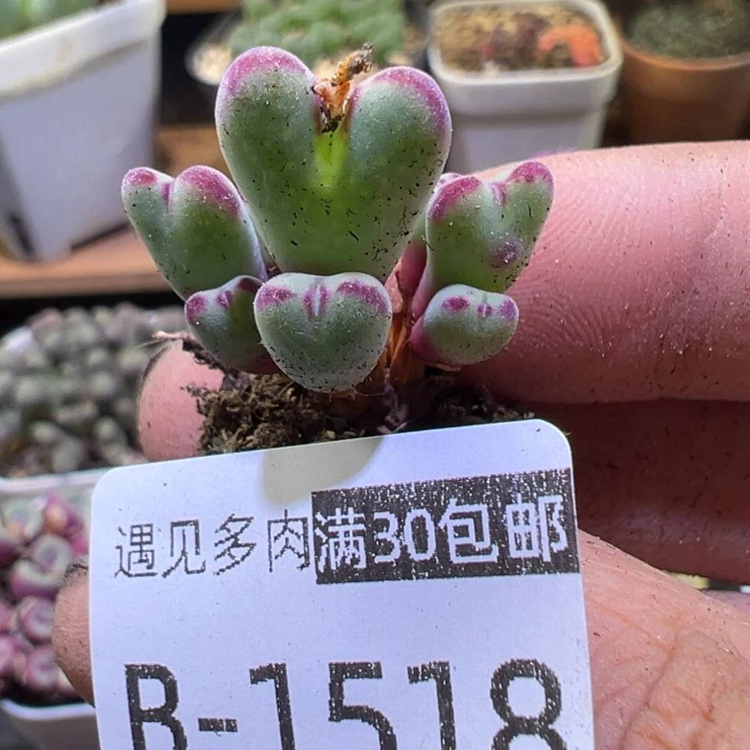 多肉植物111111111111