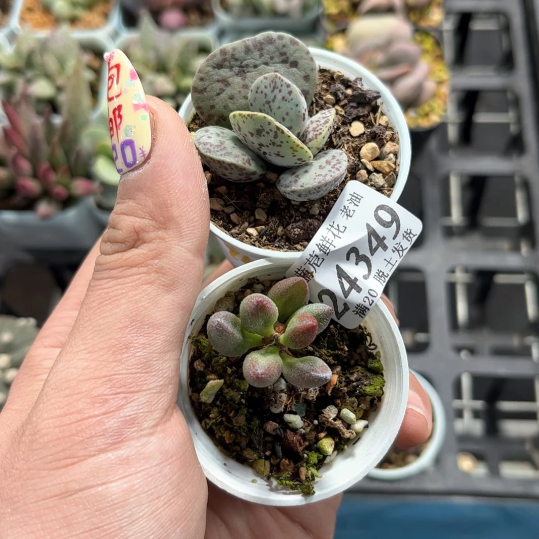 (****)24349一物一拍单头发货