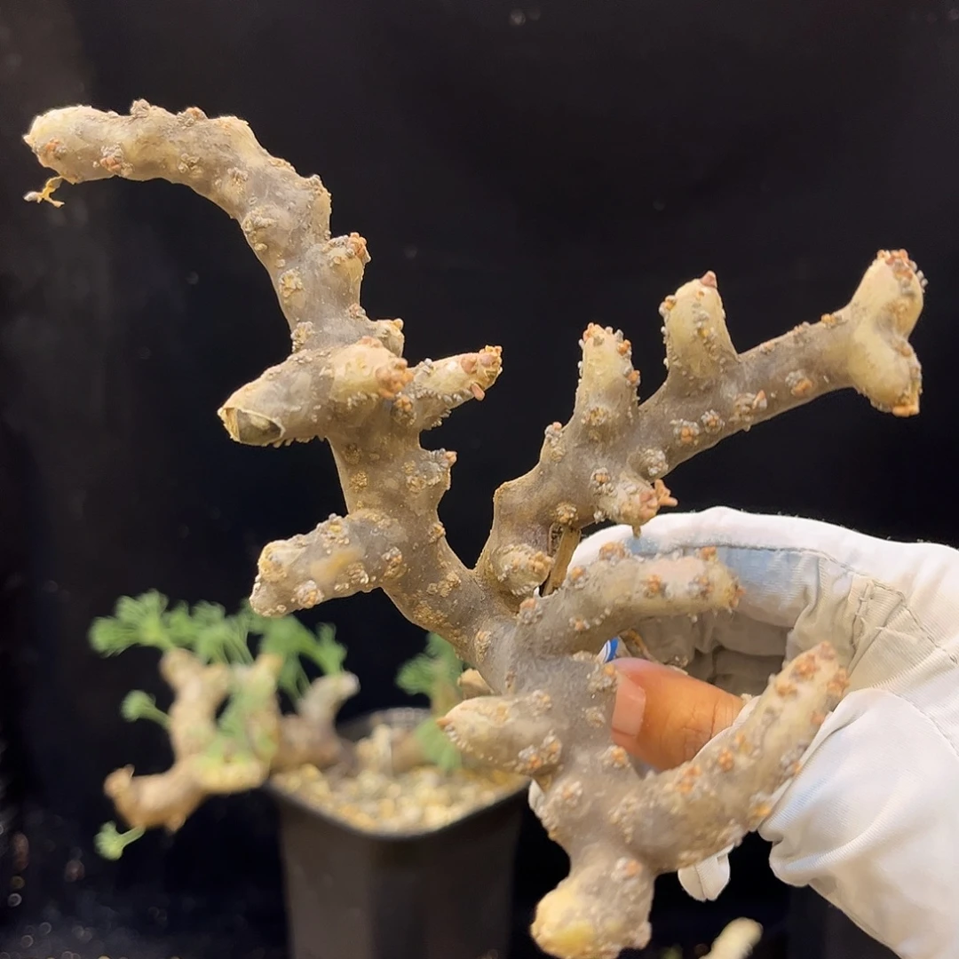 潮流植物 黑皮月界 多枝条