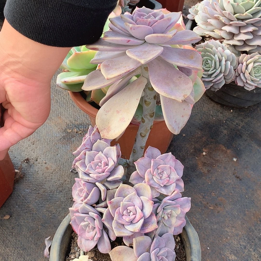 015紫乐锦 一物一拍多肉