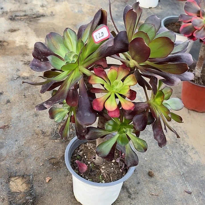 巫毒有砍朵朵120多肉