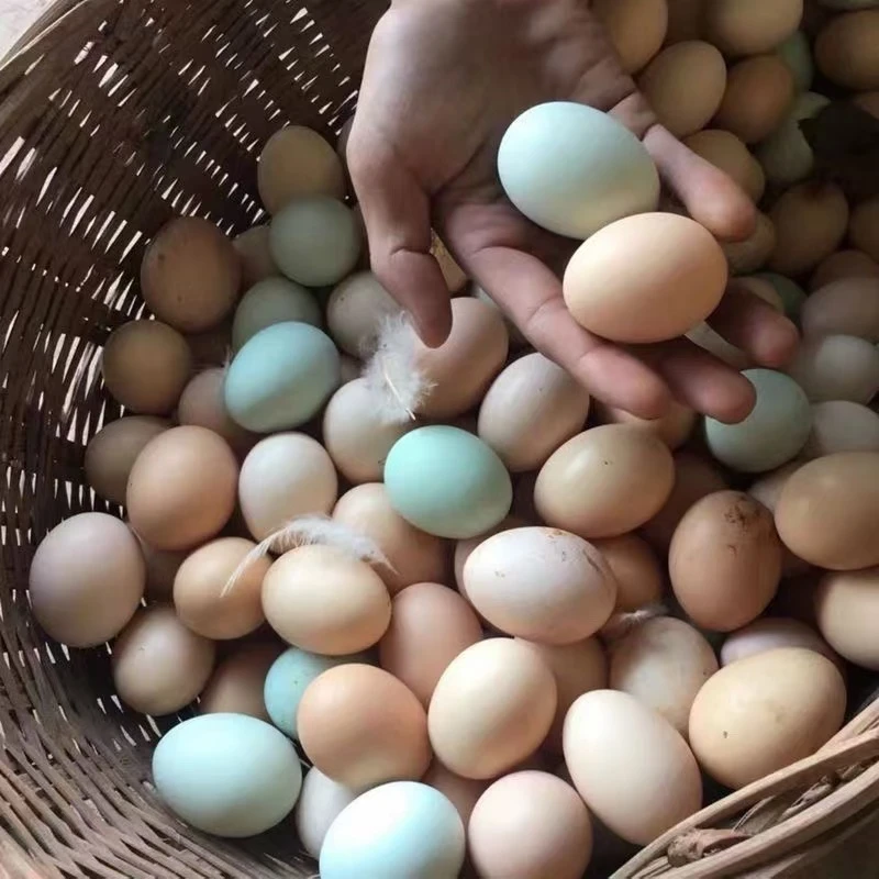 【顺丰包邮】林下散养新鲜绿壳混色土鸡蛋40枚/60枚坏蛋包赔
