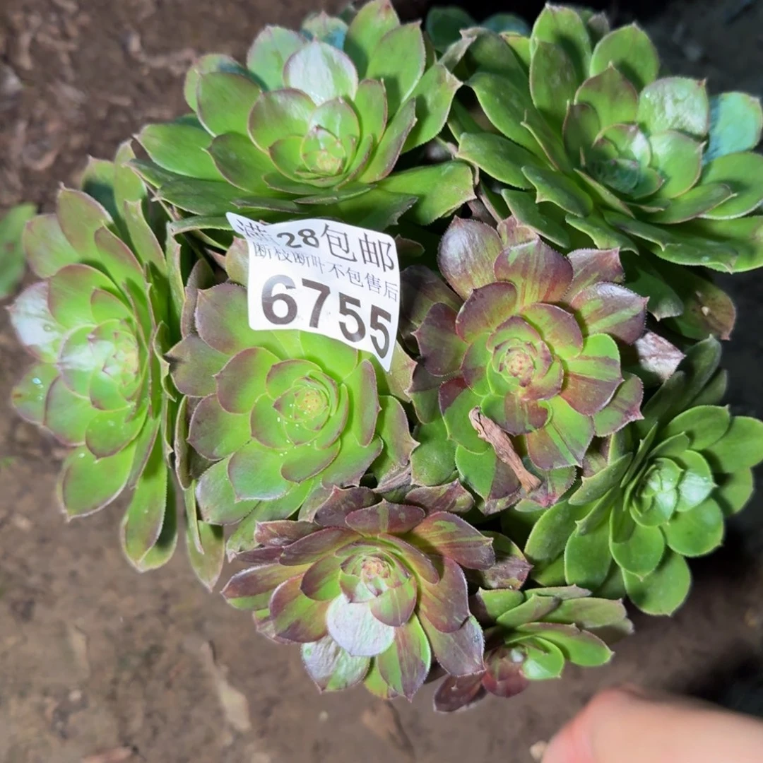 6755花月夜多肉植物