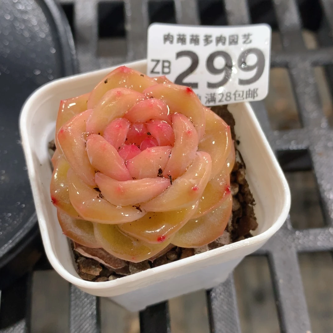 肉萌萌拇指盆精控多肉ZB299