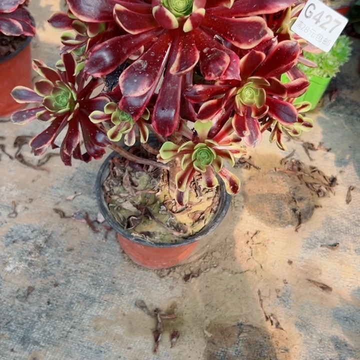 427欧嘉莉多肉植物