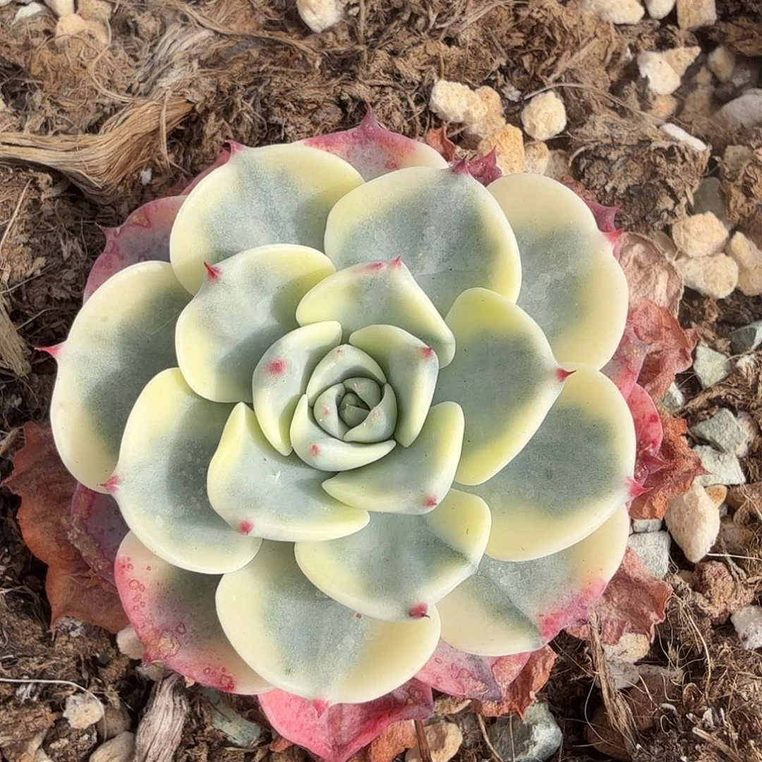 娜娜小沟锦，多肉植物。