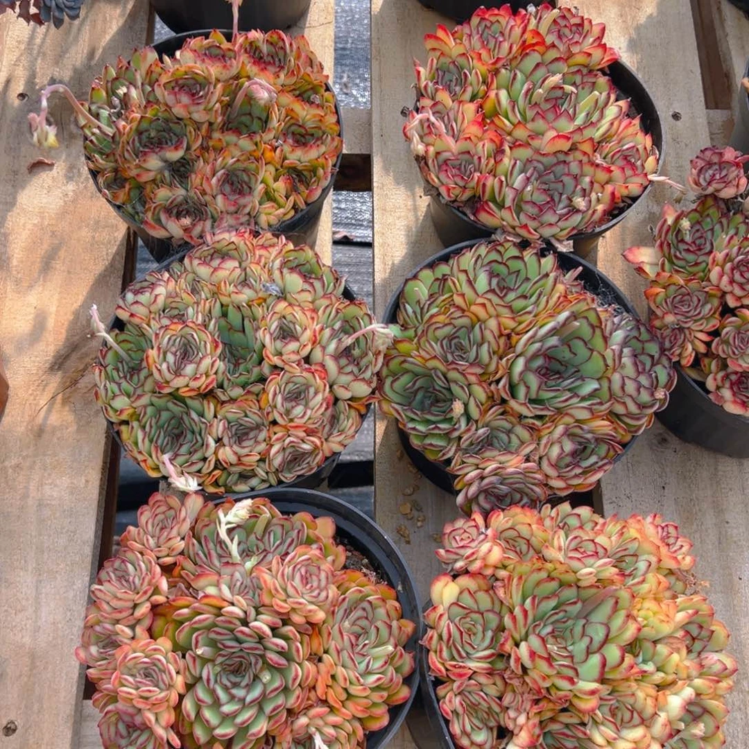 肉酱玫瑰，满18包邮