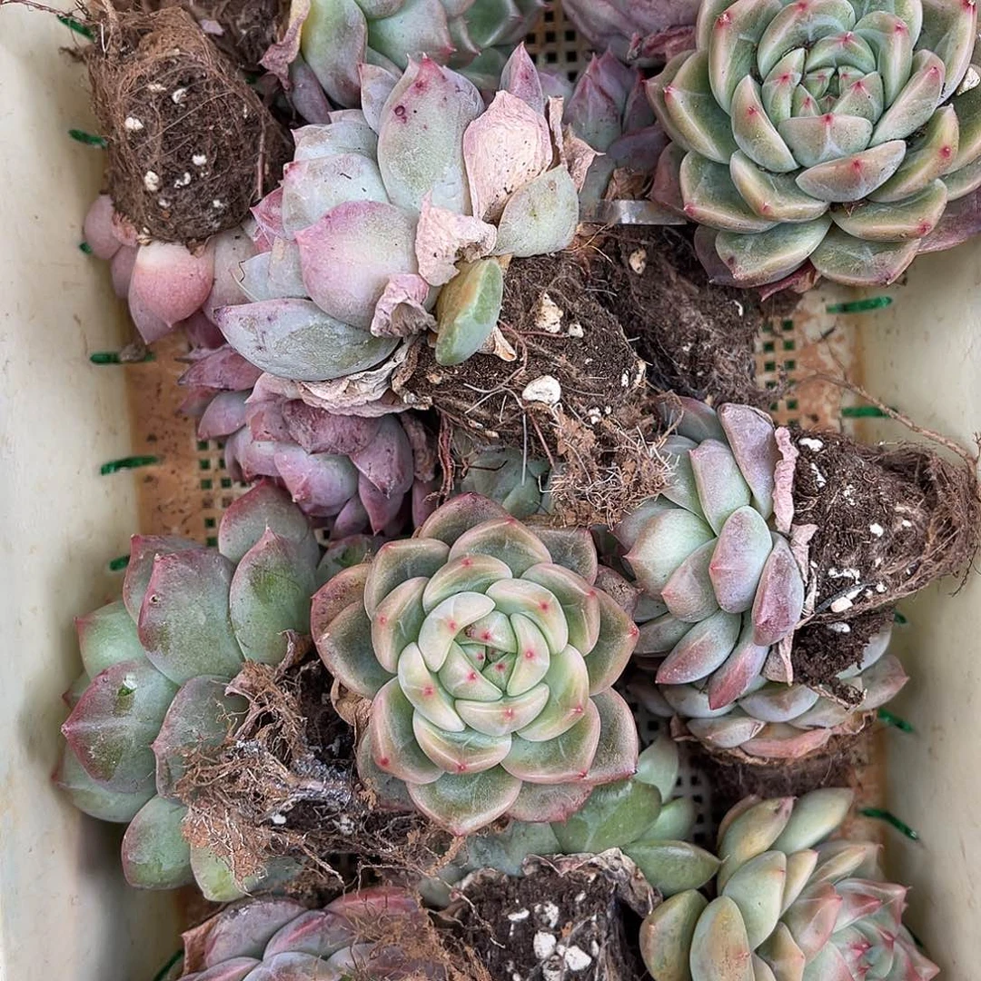 多肉植物一物一拍3-55