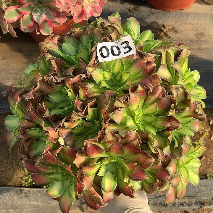 多肉植物韶华003号