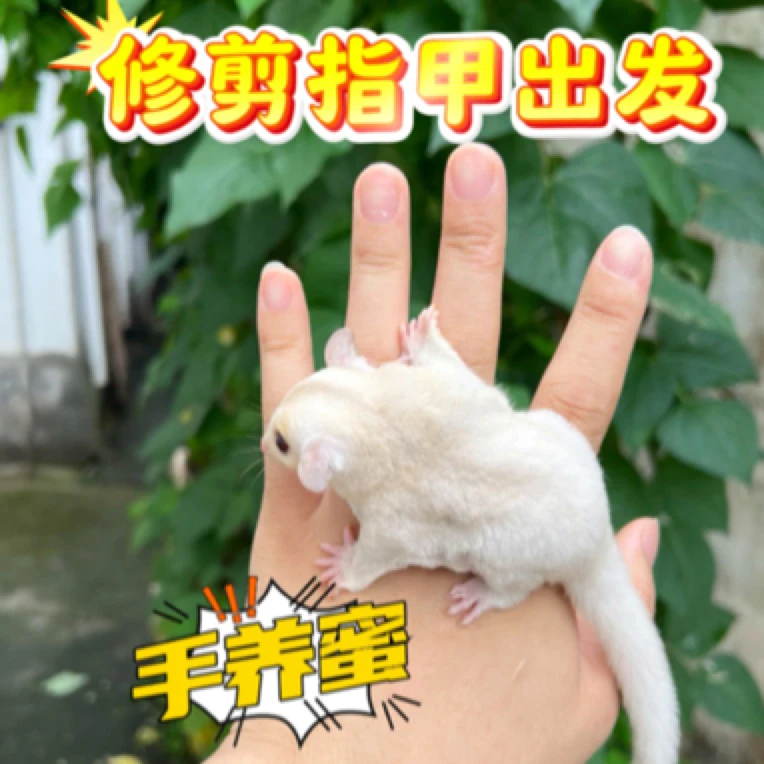 白脸马赛克蜜袋鼯活体幼崽网红蜜袋鼠飞鼠宠物